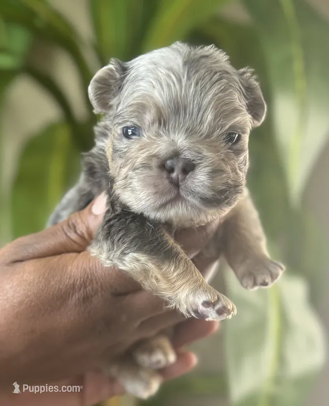 Twix – French Bulldog puppy for sale in Springfield, MO