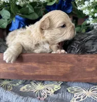 Waffles , a male French Bulldog for sale in Springfield, MO – 4 of 5