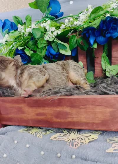 Mr.Flapjack, a male French Bulldog for sale in Springfield, MO – 5 of 5