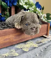 Mr.Flapjack, a male French Bulldog for sale in Springfield, MO – 4 of 5