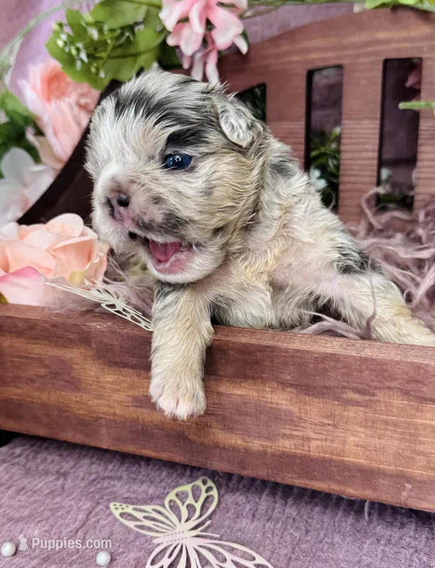 Mrs. Pound Cakes  – French Bulldog puppy for sale in Springfield, MO