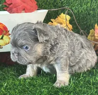 Mr.Flapjack, a male French Bulldog for sale in Springfield, MO – 2 of 7