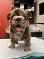 Ralo, a male French Bulldog for sale in Springfield, MO – 7 of 8