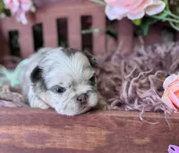 Mrs. Butterscotch , a female French Bulldog for sale in Springfield, MO – 2 of 6