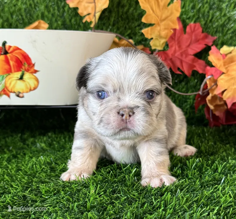 Mrs. Butterscotch  – French Bulldog puppy for sale in Springfield, MO