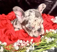 Teddy, a male French Bulldog for sale in Springfield, MO – Photo 2 of 6