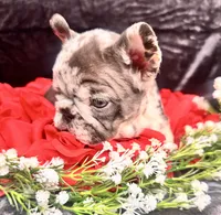 Teddy, a male French Bulldog for sale in Springfield, MO – Photo 5 of 6