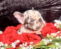 Teddy, a male French Bulldog for sale in Springfield, MO – Photo 1 of 6