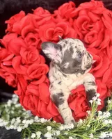 Teddy, a male French Bulldog for sale in Springfield, MO – Photo 6 of 6