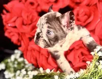 Teddy, a male French Bulldog for sale in Springfield, MO – Photo 4 of 6