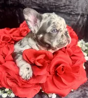 Teddy, a male French Bulldog for sale in Springfield, MO – Photo 3 of 6