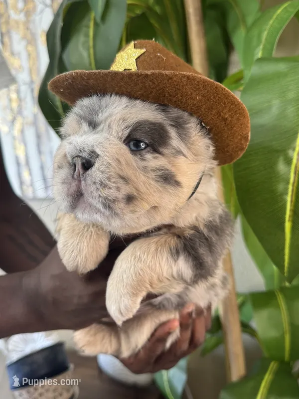 Mr. Wiggles  – French Bulldog puppy for sale in Springfield, MO
