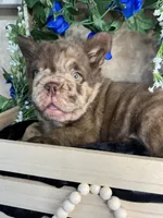 Scar Face , a male French Bulldog for sale in Springfield, MO – 7 of 7