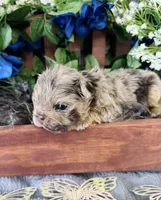 Twix, a male French Bulldog for sale in Springfield, MO – 1 of 3