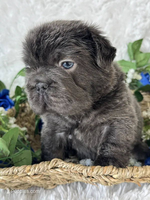 Pluto – French Bulldog puppy for sale in Springfield, MO