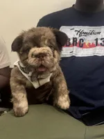 Ralo, a male French Bulldog for sale in Springfield, MO – 8 of 8