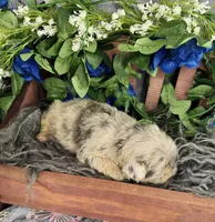 Mr. Wiggles , a male French Bulldog for sale in Springfield, MO – 4 of 6