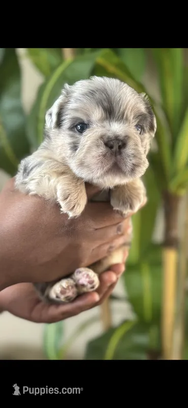 Mr. Wiggles  – French Bulldog puppy for sale in Springfield, MO