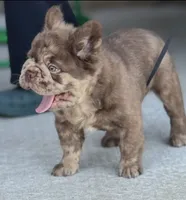 Scar Face , a male French Bulldog for sale in Springfield, MO – 2 of 7