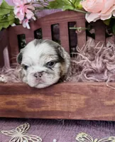 Mrs. Butterscotch , a female French Bulldog for sale in Springfield, MO – 3 of 6