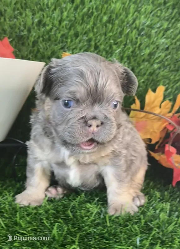 Mr.Flapjack – French Bulldog puppy for sale in Springfield, MO
