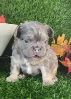Mr.Flapjack, a male French Bulldog for sale in Springfield, MO – 3 of 7
