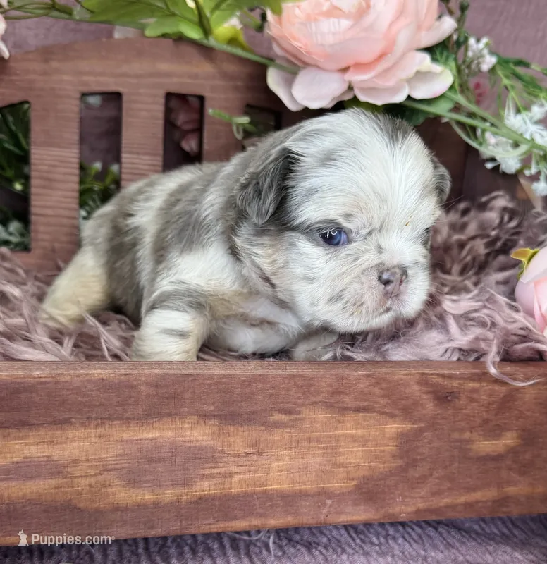 Mrs. Butterscotch  – French Bulldog puppy for sale in Springfield, MO