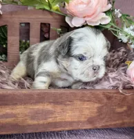 Mrs. Butterscotch , a female French Bulldog for sale in Springfield, MO – 1 of 6