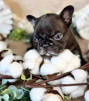 TRUFFLES, a male French Bulldog for sale in Springfield, MO – Photo 3 of 7