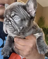 TRUFFLES, a male French Bulldog for sale in Springfield, MO – Photo 1 of 7