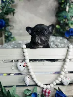 TRUFFLES, a male French Bulldog for sale in Springfield, MO – Photo 5 of 7