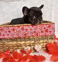 TRUFFLES, a male French Bulldog for sale in Springfield, MO – Photo 4 of 7