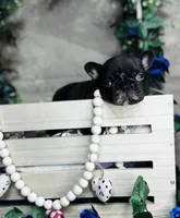 TRUFFLES, a male French Bulldog for sale in Springfield, MO – Photo 6 of 7