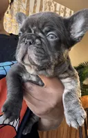 TRUFFLES, a male French Bulldog for sale in Springfield, MO – Photo 7 of 7