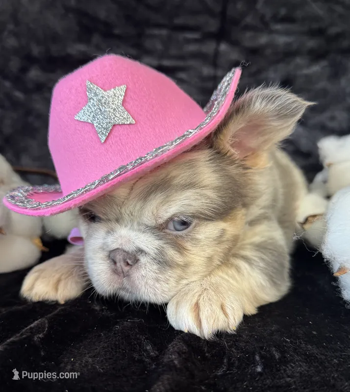 Mrs. Butterscotch  – French Bulldog puppy for sale in Springfield, MO