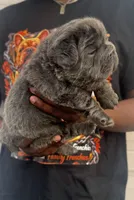 Pluto, a male French Bulldog for sale in Springfield, MO – 2 of 3