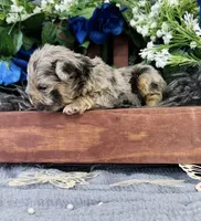 Twix, a male French Bulldog for sale in Springfield, MO – 3 of 3