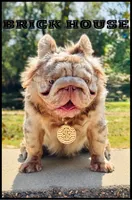 BRICK HOUSE ( STUD SERVICE) , a male French Bulldog for sale in Springfield, MO – 1 of 3