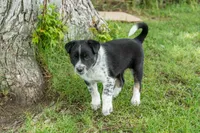 Yakker , a male Australian Cattle Dog and Australian Shepherd for sale in Hamilton, MT – 3 of 3