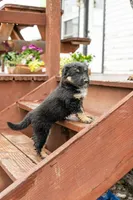 Rosie, a female Australian Cattle Dog and Australian Shepherd for sale in Hamilton, MT – 3 of 3