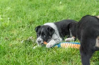 Yakker , a male Australian Cattle Dog and Australian Shepherd for sale in Hamilton, MT – 2 of 3