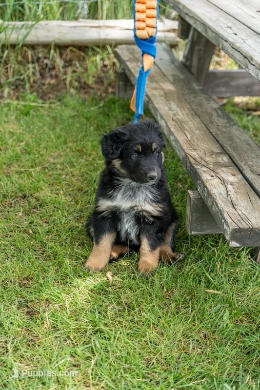Rosie – Australian Cattle Dog, Australian Shepherd puppy for sale in Hamilton, MT