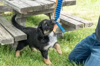 Rosie, a female Australian Cattle Dog and Australian Shepherd for sale in Hamilton, MT – 2 of 3