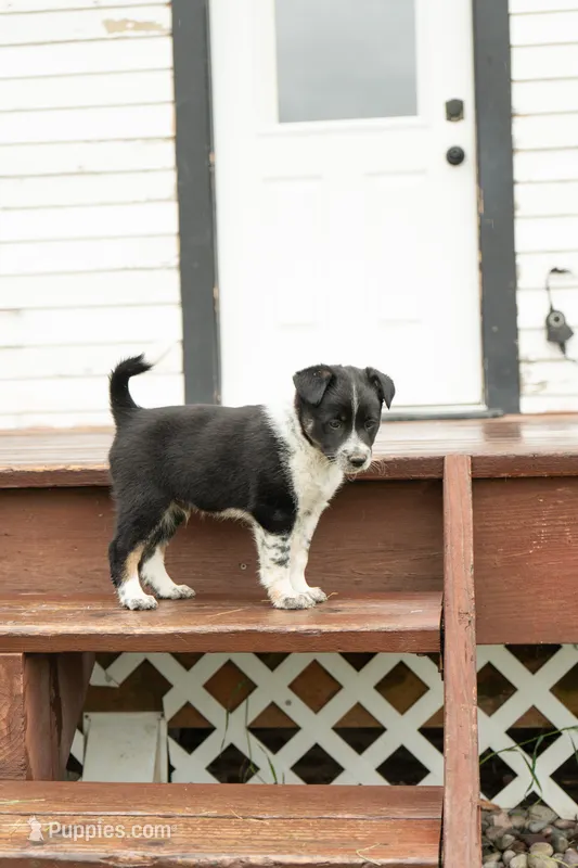 Yakker  – Australian Cattle Dog, Australian Shepherd puppy for sale in Hamilton, MT