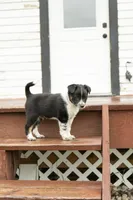 Yakker , a male Australian Cattle Dog and Australian Shepherd for sale in Hamilton, MT – 1 of 3
