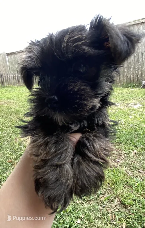 Charlie – Morkie puppy for sale in Gulfport, MS