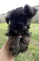 Charlie, a male Morkie for sale in Gulfport, MS – 1 of 1