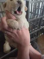 Avalanche, a male Great Pyrenees and Rottweiler for sale in Beatrice, NE – Photo 2 of 4