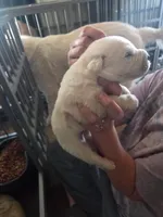 Avalanche, a male Great Pyrenees and Rottweiler for sale in Beatrice, NE – Photo 3 of 4