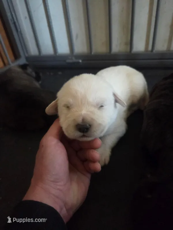 Avalanche – Great Pyrenees, Rottweiler puppy for sale in Beatrice, NE